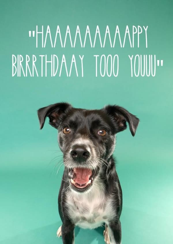 cute, funny birthday card aimed at animal lovers, dog lovers